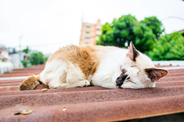 Gato de calle dormir en el techo —  Fotos de Stock