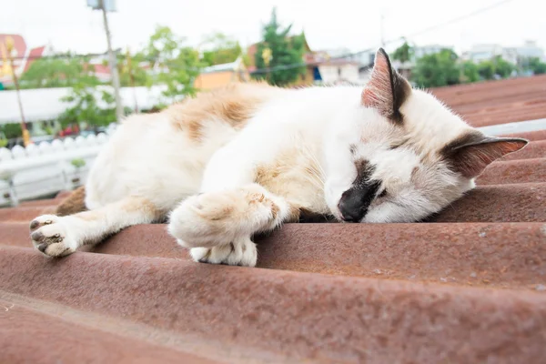 Gato de calle dormir en el techo —  Fotos de Stock