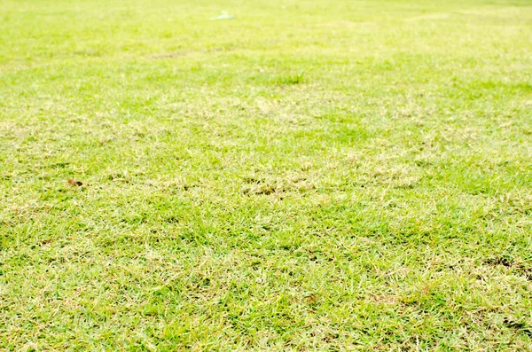 Perspectiva grama verde — Fotografia de Stock