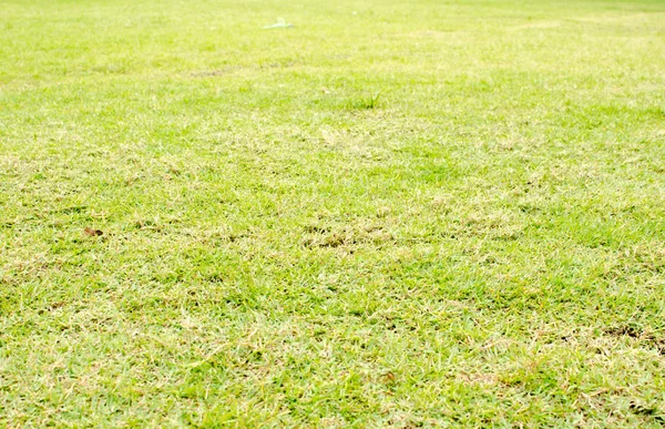 Perspective green grass — Stock Photo, Image