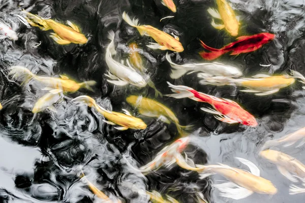 Peces koi en estanque — Foto de Stock