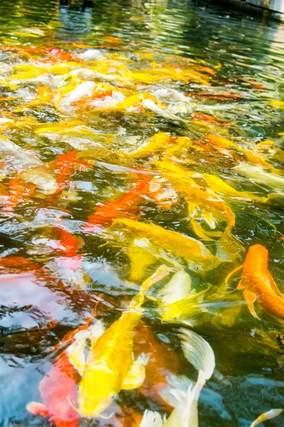 Peces koi en estanque — Foto de Stock