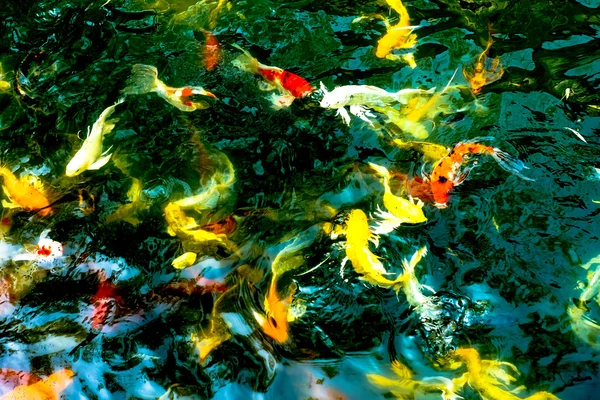 Peces koi en estanque — Foto de Stock