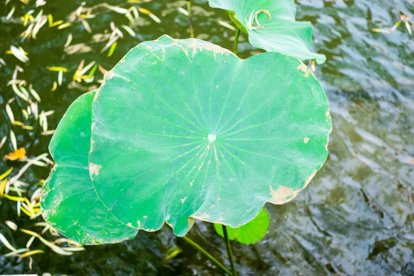 Daun teratai di kolam — Stok Foto