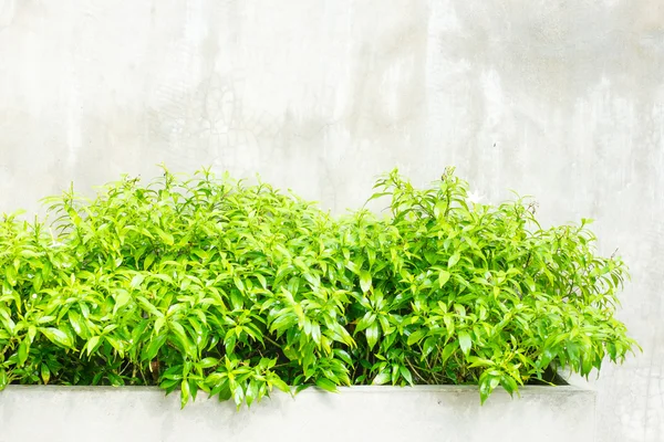 Green leaf bush — Stock Photo, Image