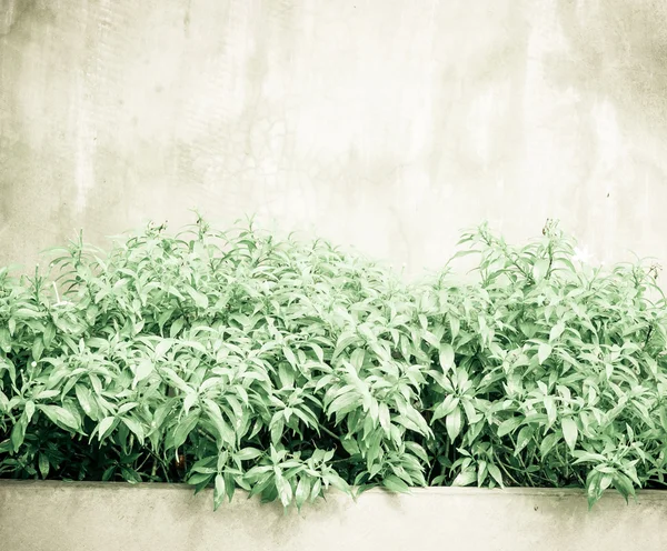 Green leaf bush — Stock Photo, Image