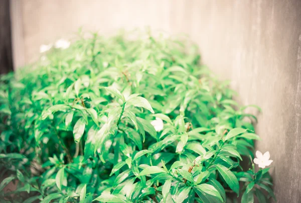 Arbusto de hoja verde — Foto de Stock