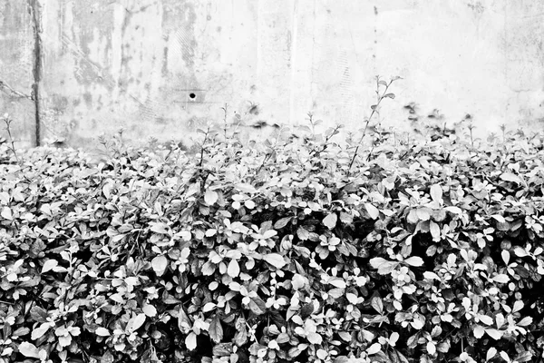 Green leaf bush and small white flowers — Stock Photo, Image