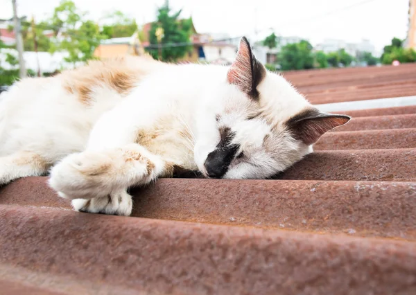 Calle gato durmiendo —  Fotos de Stock