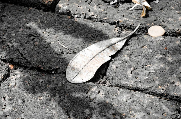Foglia secca su pavimento in pietra — Foto Stock