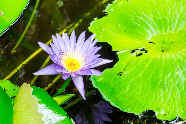 Teratai ungu dengan daun — Stok Foto