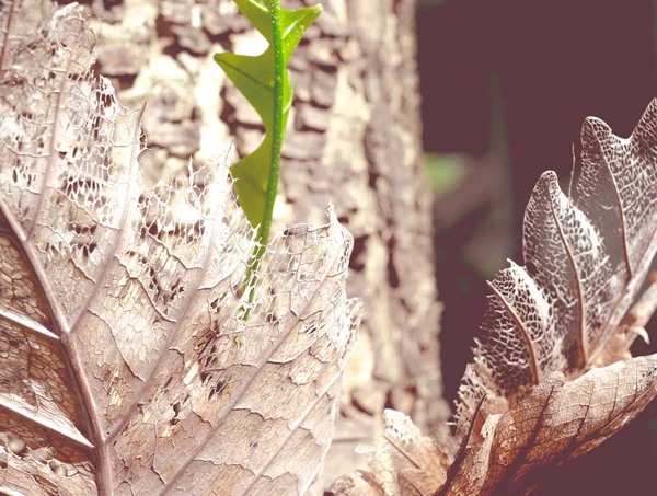 Close up decay leaf texture background — Stock Photo, Image