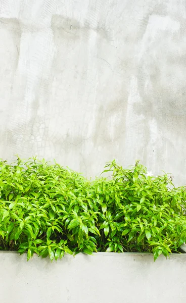 Arbusto de hoja verde — Foto de Stock