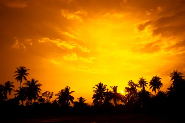 Силуэт ландшафта кокосовых пальм — стоковое фото