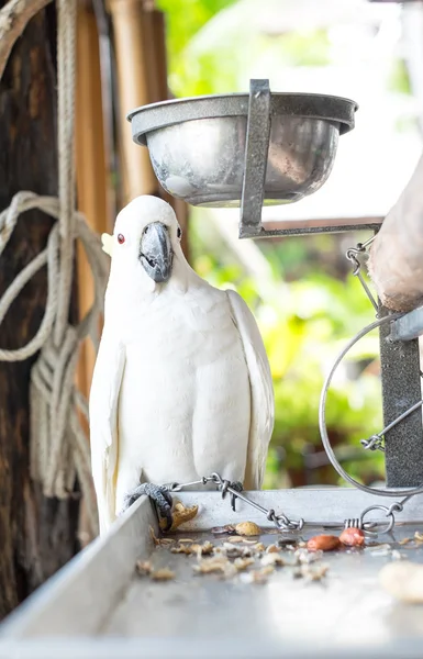 White parrot  bound with chains at house — Stock Photo, Image