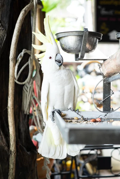 White parrot  bound with chains at house — Stock Photo, Image