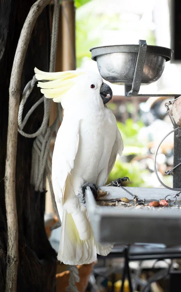 White parrot  bound — Stock Photo, Image