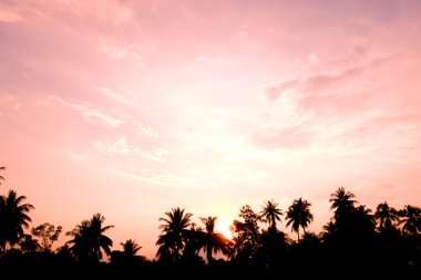 Hindistan cevizi ağaçları siluet peyzaj