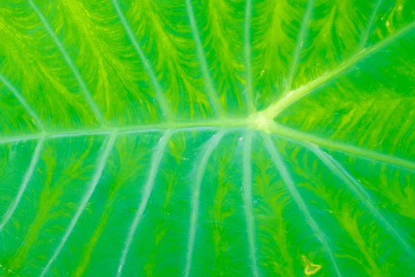 Зеленые листья близко — стоковое фото