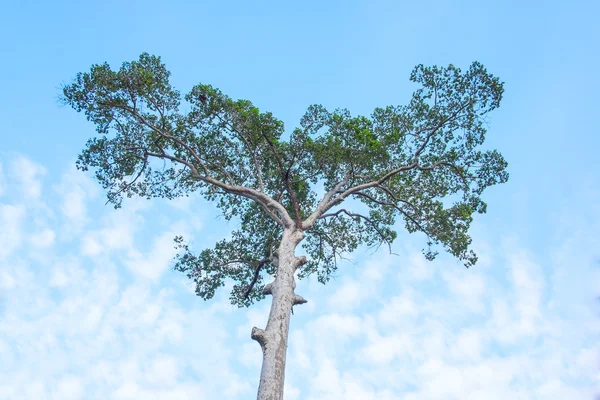 Looking up at big tree — Stock Photo, Image