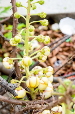  Zeminde top mermisi çiçek