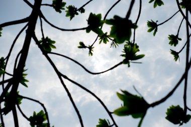 Bulutlu gökyüzü ve güneş patlaması ile top mermisi ağaç siluet