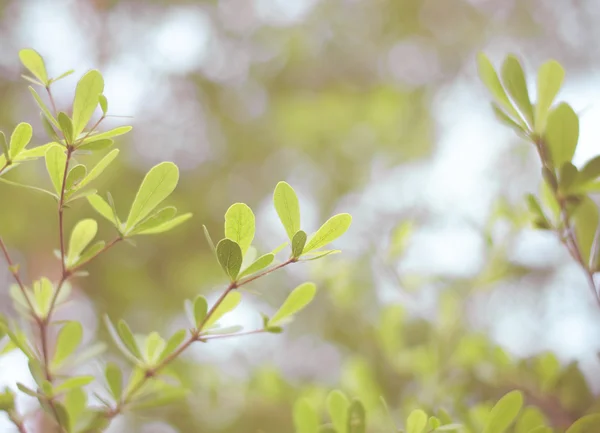Filtro vintage: hojas verdes con fondo borroso bokeh — Foto de Stock