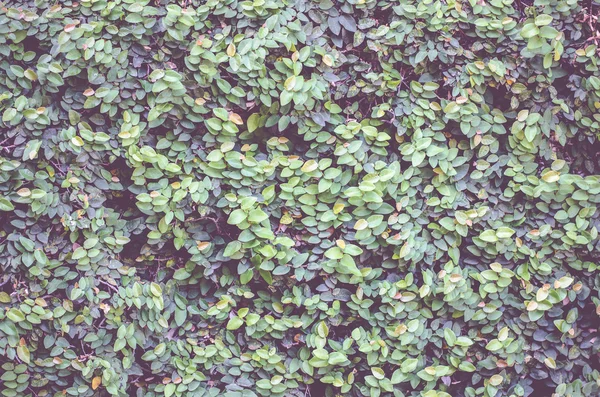 ビンテージ フィルター: 緑の葉の壁の背景 — ストック写真