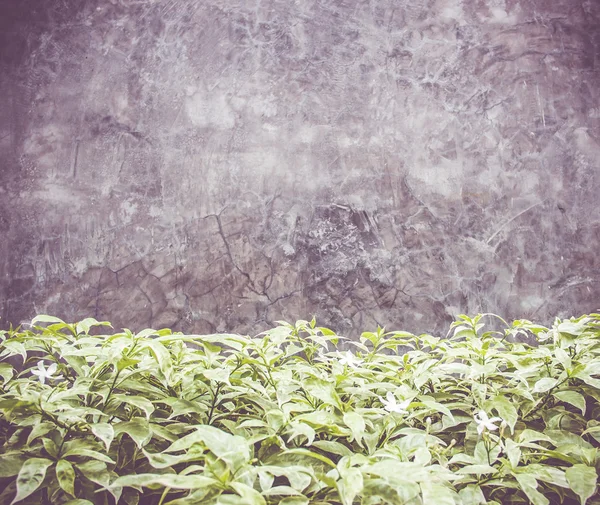 Filtro vintage: Arbusto de hoja verde con muro de hormigón —  Fotos de Stock