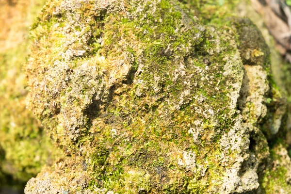 Taş doku arka plan üzerinde yosun — Stok fotoğraf
