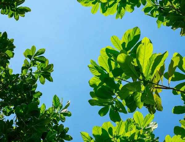 Looking up to Leaves with blue sky — Stok Foto