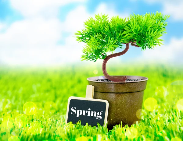 Virágtartó és tavaszi szó — Stock Fotó