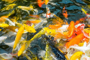 Koi balıkları havuzda