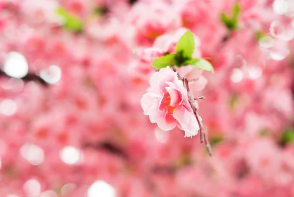 Закрыть пластиковый цветок сакуры — стоковое фото