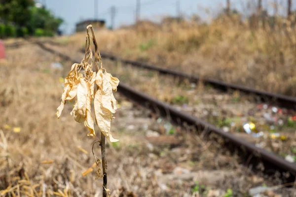 Gedroogde gele plant — Stockfoto