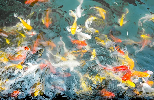 Crowd of Koi fish in pond — Stock Photo, Image