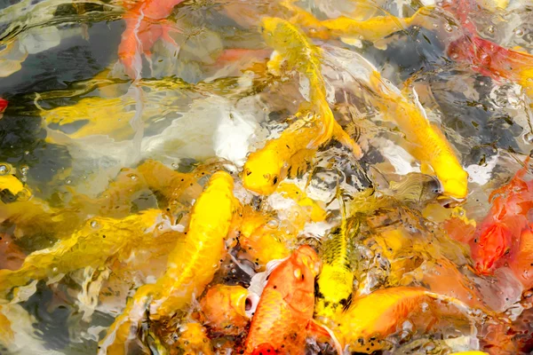 Multitud de peces Koi en el estanque — Foto de Stock