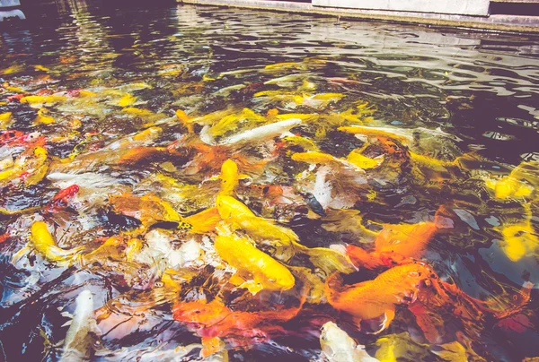 Crowd of Koi fish in pond — Stock Photo, Image