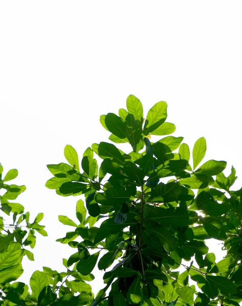 Zelený strom, izolované — Stock fotografie