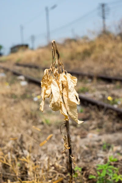 Gedroogde gele plant — Stockfoto