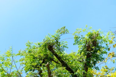 ağaç ile güzel mavi gökyüzü