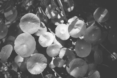 siyah beyaz fotoğraf