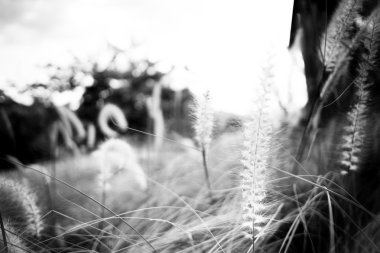 uzun otların alanı kapatın