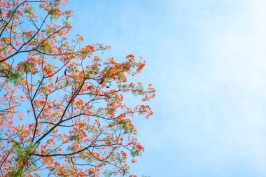 Ağaç üzerinde kırmızı çiçekler