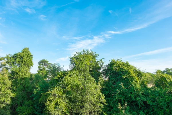 Bonito cielo azul con árboles —  Fotos de Stock