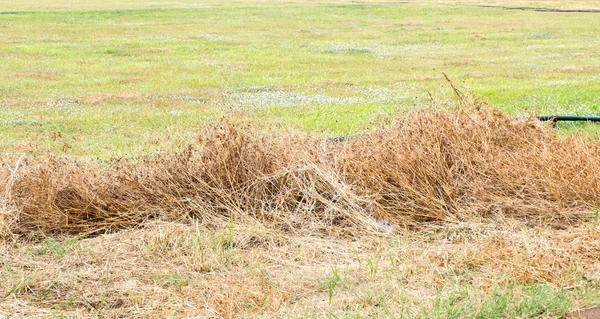 Stroh Heu auf der grünen Wiese — Stockfoto