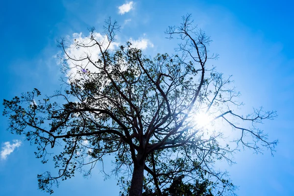 Silhouette of tree and sun burst — Stock Photo, Image