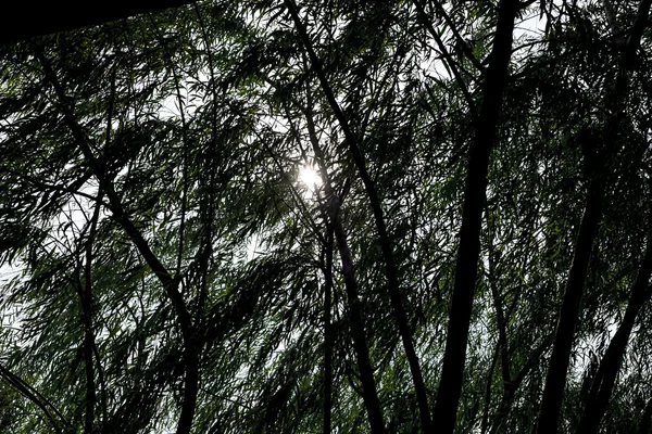 Patrząc drzew z sun beam — Zdjęcie stockowe