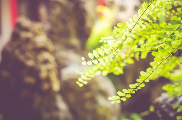 Grüne Blätter im Garten — Stockfoto