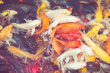 Koi balığı gölde